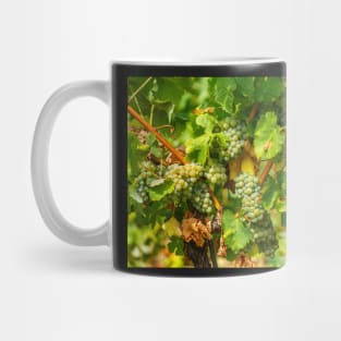 Ripening grapes on the vine Mug